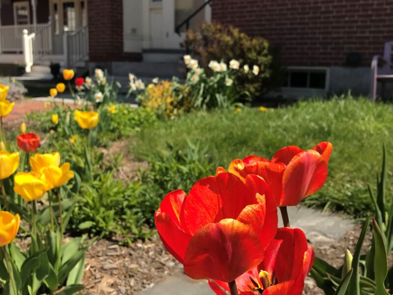 A red tulip in the foreground of a stone path lined with tulips leading to the entrance of a historic brick building.