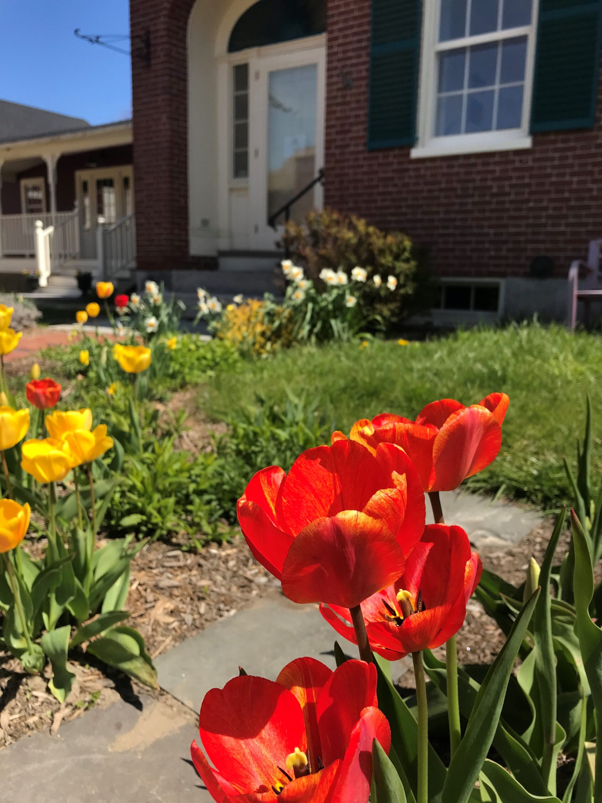A red tulip in the foreground of a stone path lined with tulips leading to the entrance of a historic brick building.